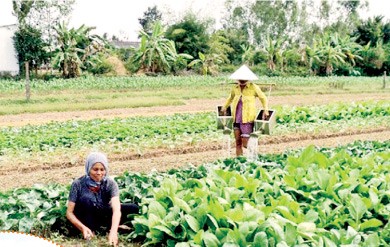 Agricultural restructuring helps Khmer people boost economic development - ảnh 1